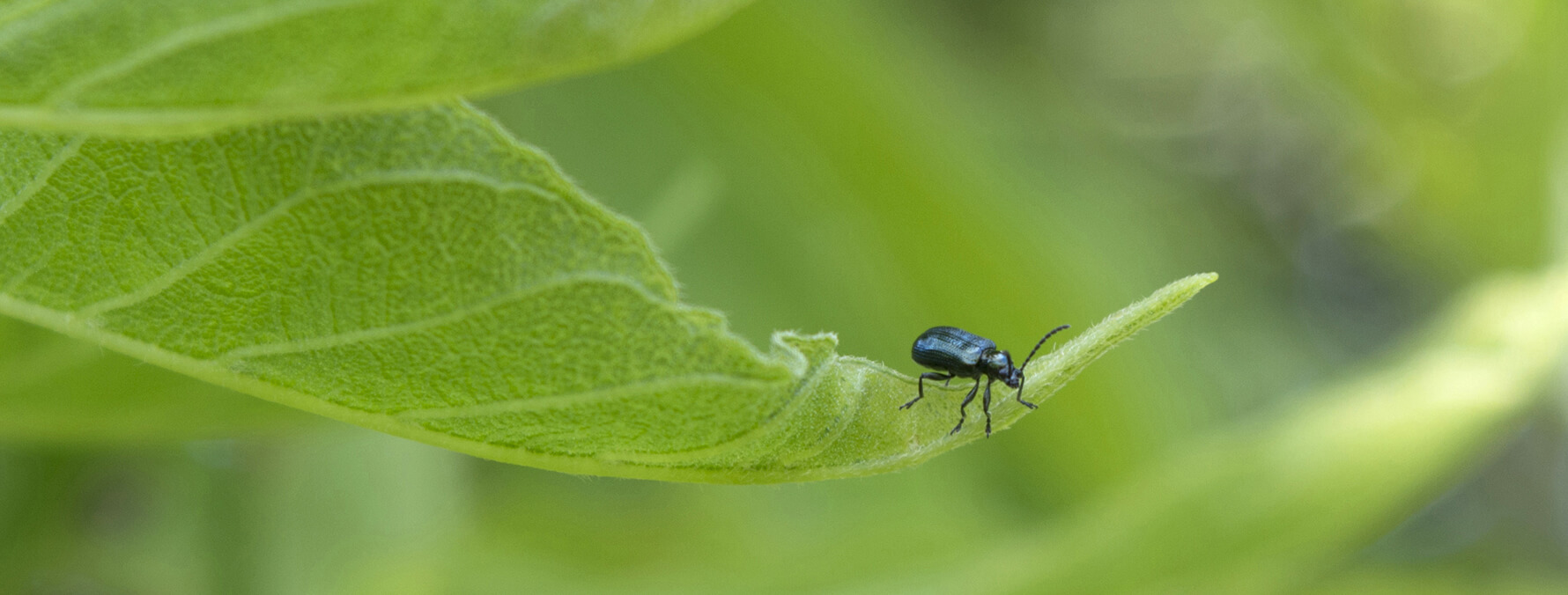 Granular and Fertilizer combination Insecticide Products.