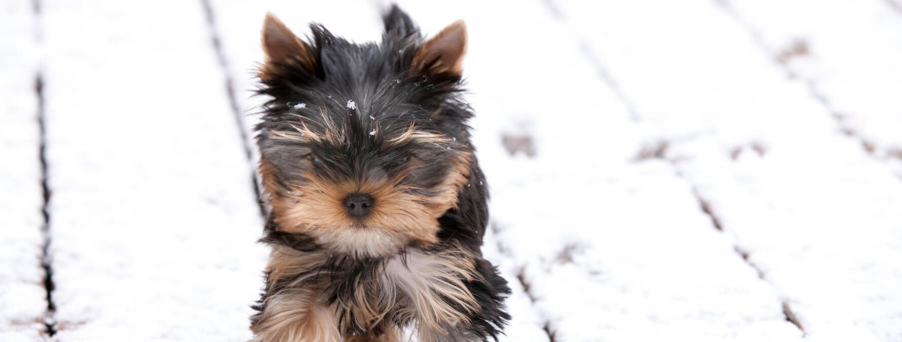 Specifically designed for use around pets and children.