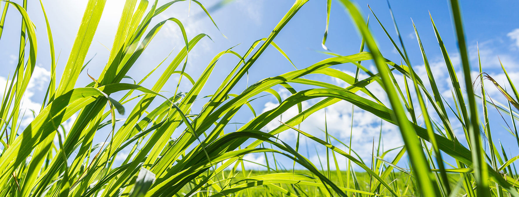 Granular and Fertilizer combination Post-Emergent controls for wide spectrum of broadleaf weeds.